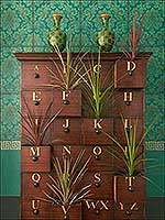 Room24521 by Cole and Son Wallpaper for sale at Wallpapers To Go