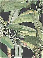 Polynesian Leaves Black Green Wallpaper MH36535 by Patton Norwall Wallpaper for sale at Wallpapers To Go