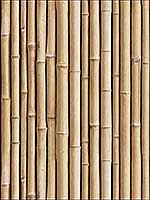 Bamboo Brown Wallpaper RMK11434WP by York Wallpaper for sale at Wallpapers To Go