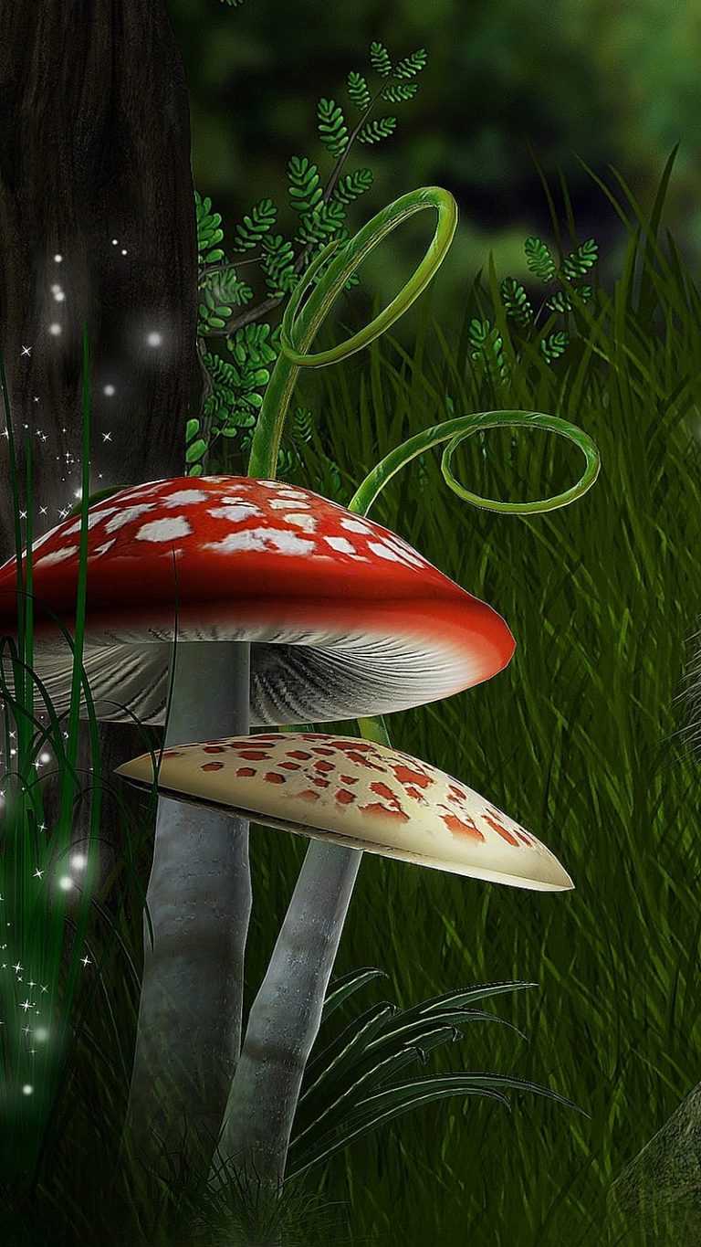 Mushroom Wallpaper - IXpaper