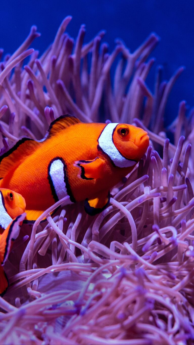 Clownfish Wallpaper - IXpaper