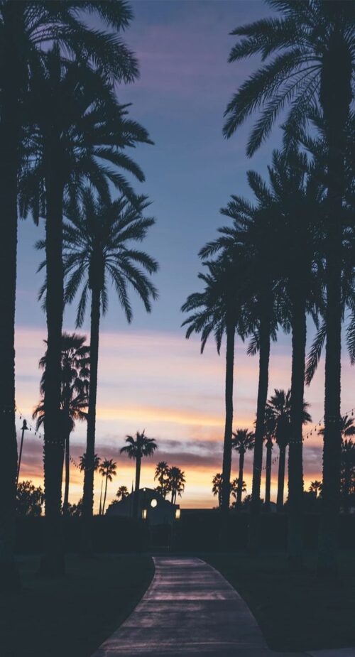 Palm Tree Wallpaper - IXpaper