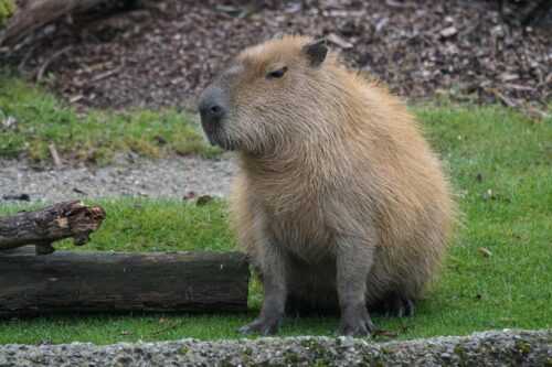 Capybara Wallpaper - IXpaper