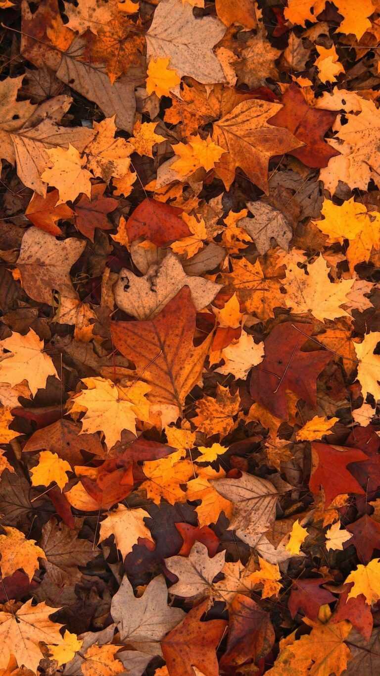 Fall Background Wallpaper - IXpaper