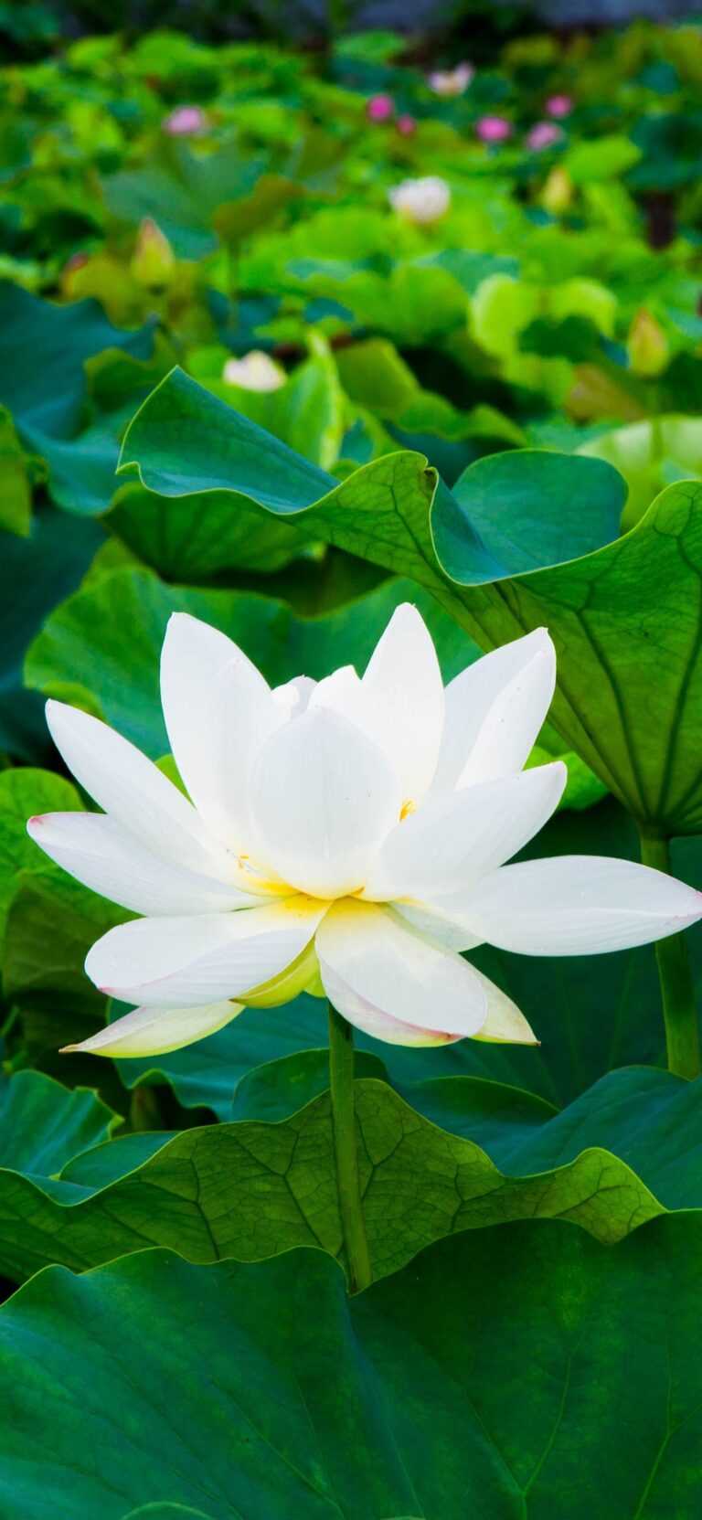 White Lotus Flower Wallpaper - IXpaper