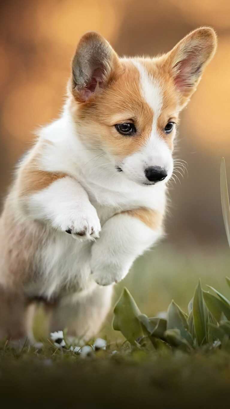 Corgi Wallpaper - IXpaper